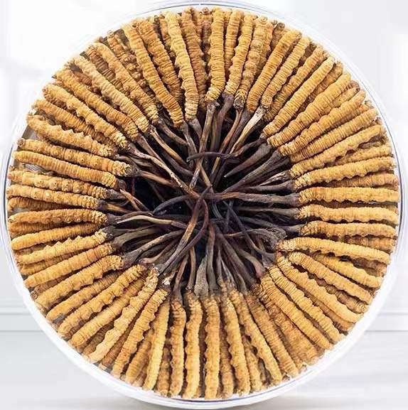 琼海冬虫夏草回收